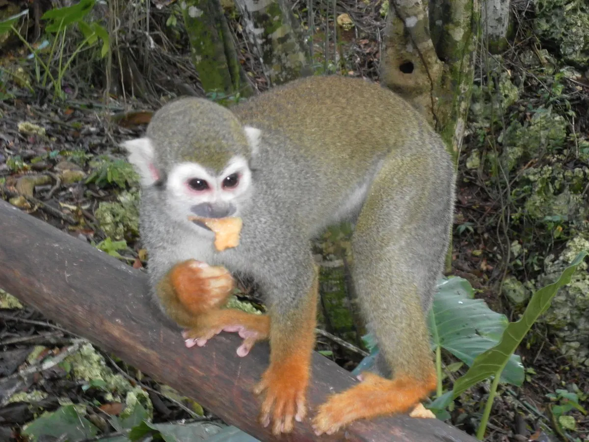 Monkey Jungle Puerto Plata - Photo 3
