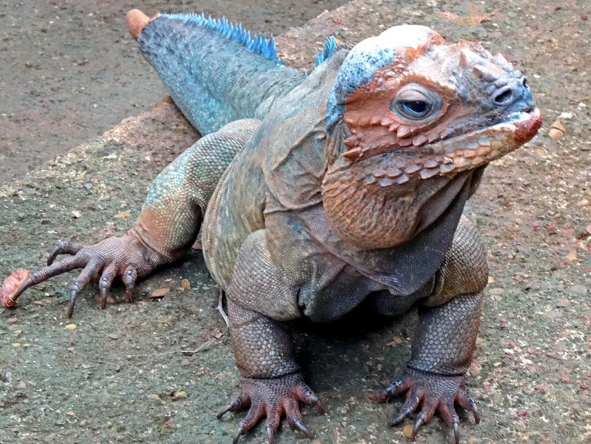 Monkey Jungle Puerto Plata - Photo 5