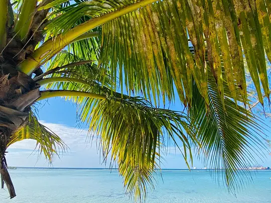 Les plus belles plages de République Dominicaine   - Photo 2