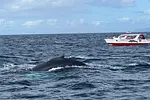 Monte Redonda y Avistamiento de Ballenas en Samaná thumbnail 4