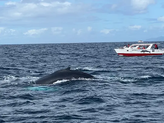Redonda Mountain & Whale Watching in Samana - Photo 4