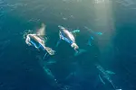 Montagne Redonda et Observation des Baleines à Samaná thumbnail 5