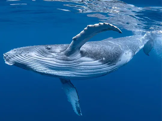 Redonda Mountain & Whale Watching in Samana - Photo 6