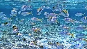 Isla Bonita - Photo 2