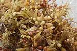 Sargassum in the Dominican Republic in 2026 thumbnail 2