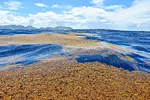 Sargassum in der Dominikanischen Republik 2026 thumbnail 3