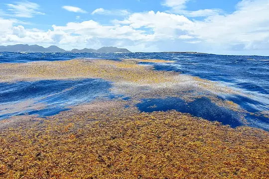Sargassum in the Dominican Republic in 2026 - Photo 3