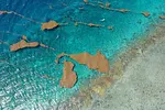 Sargassum in the Dominican Republic in 2026 thumbnail 1