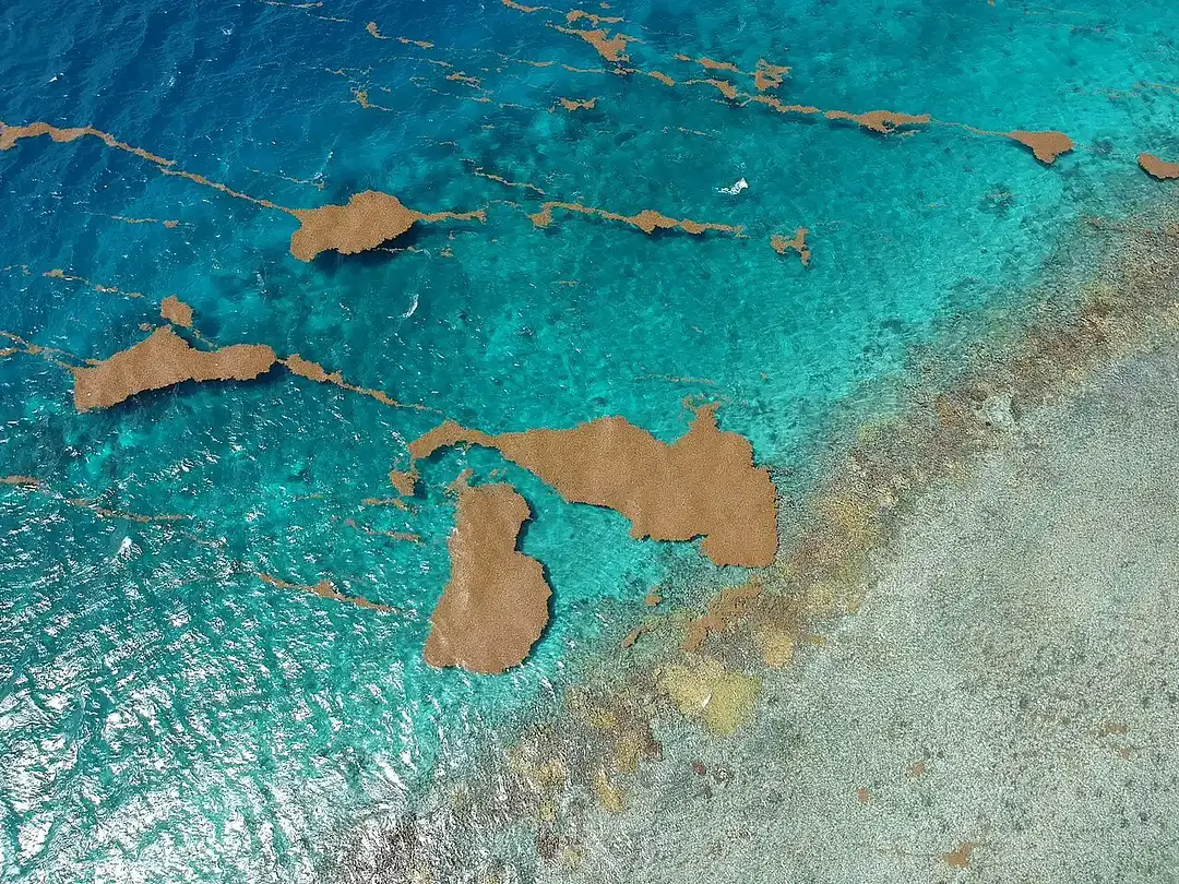 Sargassum in der Dominikanischen Republik 2026 - Photo 1