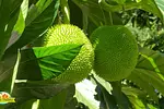 Taino Valley Tropical Park thumbnail 4