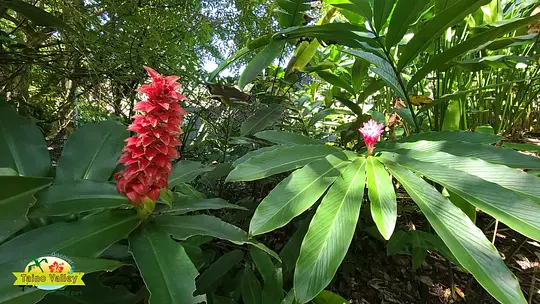 Taino Valley Tropical Park - Photo 2