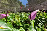 Тропический парк Taino Valley thumbnail 8