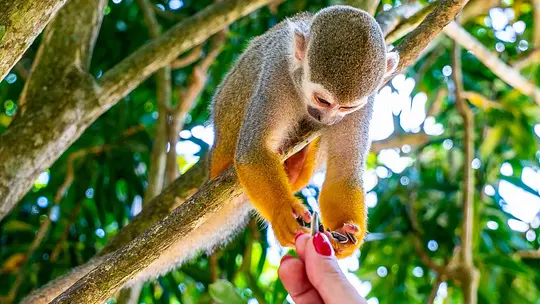 Zipline & Monkeyland Adventure - Photo 3
