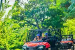 Jungle Buggies Adventure thumbnail 2