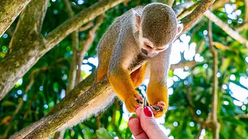 Monkeyland & Plantation Tour