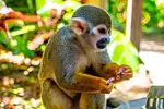 Monkeyland et visite de plantation thumbnail 8