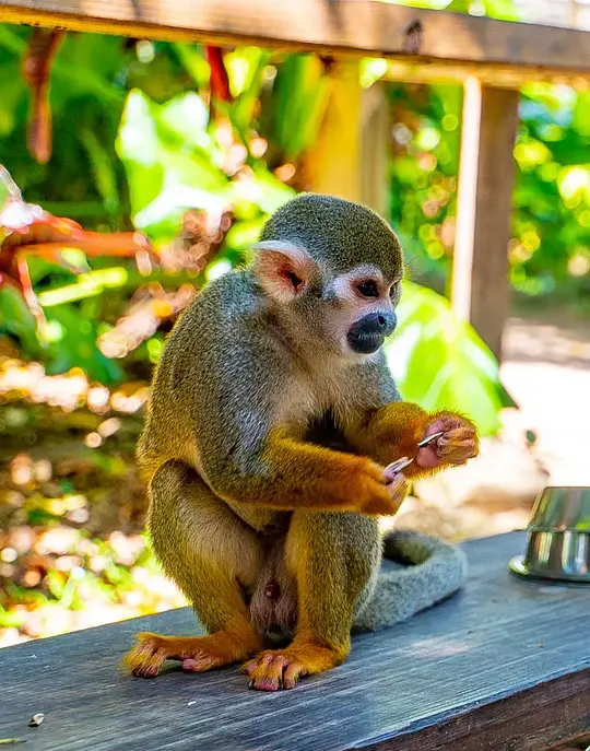 Monkeyland & Plantation Tour - Photo 8