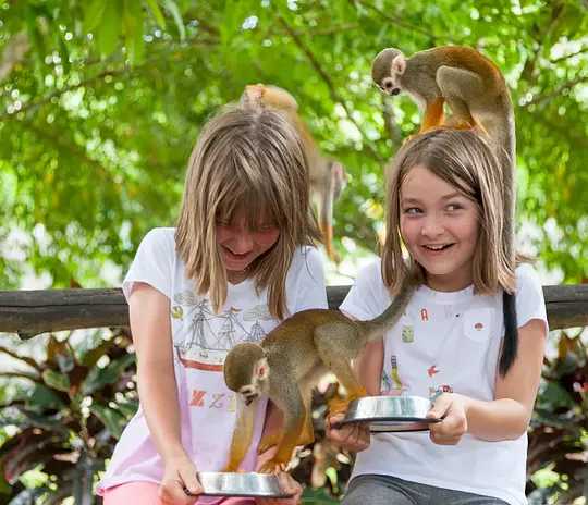 Monkeyland + Jungle Buggies Combo - Photo 4