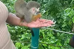 Monkey Jungle Puerto Plata thumbnail 4