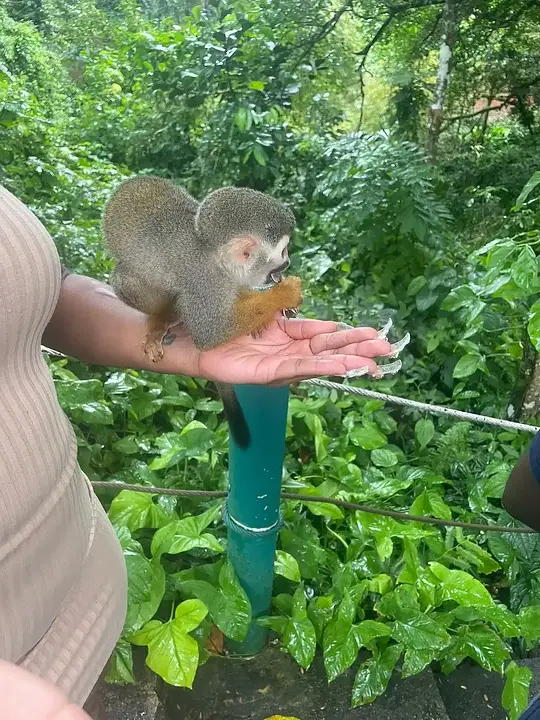 Monkey Jungle Puerto Plata - Photo 4