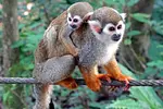 Monkey Jungle Puerto Plata thumbnail 1