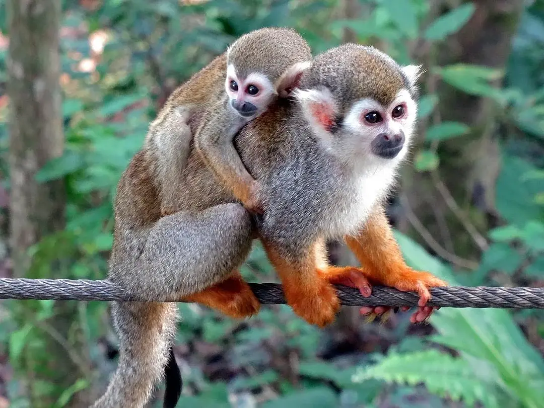 Monkey Jungle - Affenpark - Photo 1
