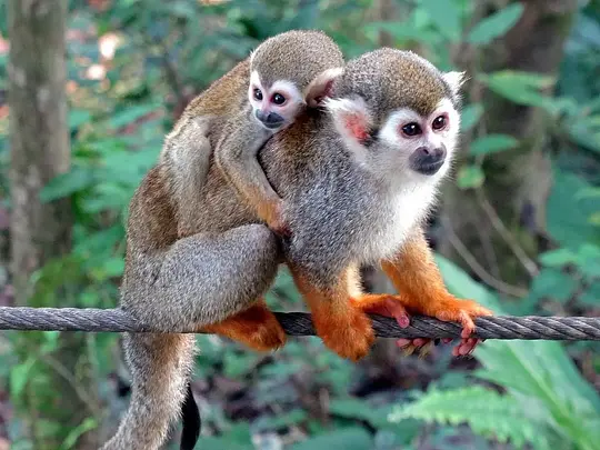 Monkey Jungle Puerto Plata - Photo 1