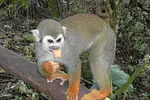 Monkey Jungle Puerto Plata thumbnail 3