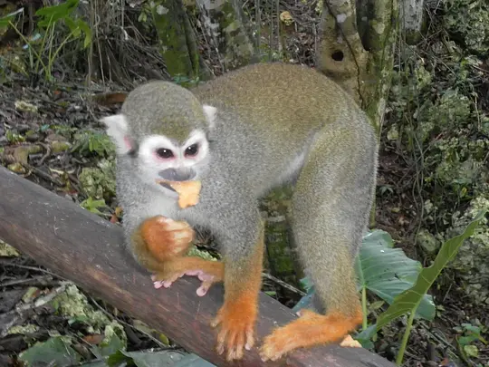 Monkey Jungle Puerto Plata - Photo 3