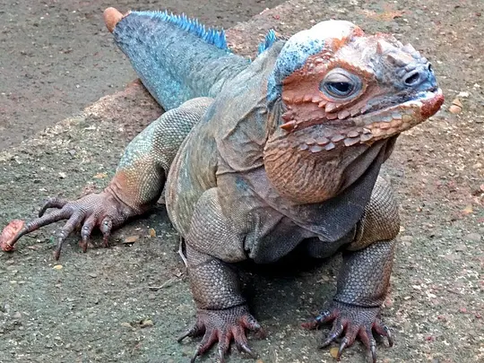 Monkey Jungle Puerto Plata - Photo 5