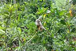 Monkey Jungle Puerto Plata thumbnail 7