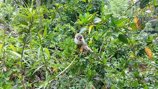 Monkey Jungle Puerto Plata - Photo 7