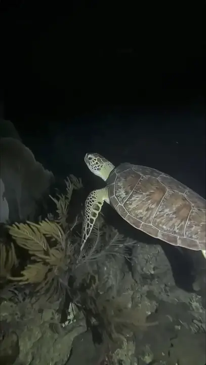 Buceo Nocturno (1 Tanque) - Photo 2