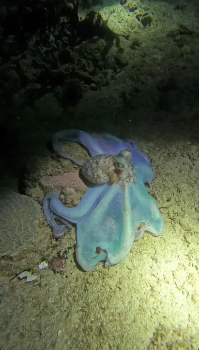 Buceo Nocturno (1 Tanque) - Photo 3