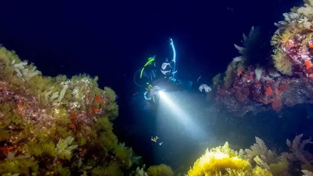 Night Dive - Photo 1