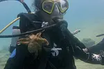 Certified Diver Excursions thumbnail 3