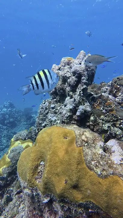 Certified Diver Excursions - Photo 2