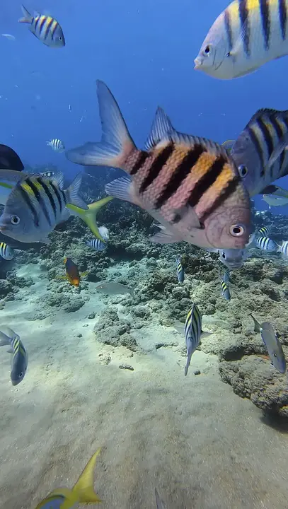 Excursions pour Plongeurs Certifiés - Photo 4